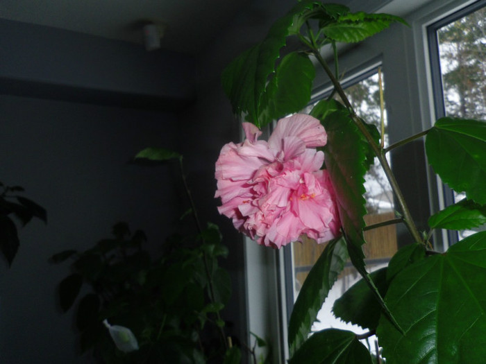 12 oct. 2012 - Hibiscus Mrs George Davis