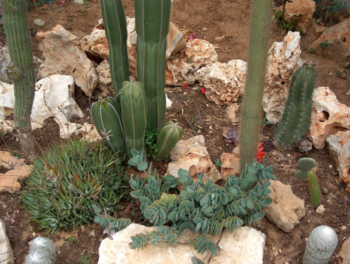 HPIM3075 - cactusi