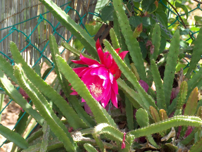HPIM3216 - cactusi