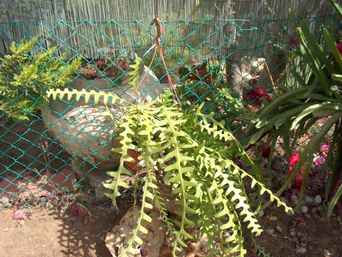 epiphyllum anguliger - cactusi