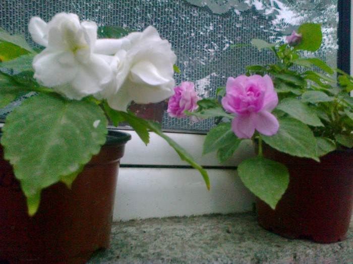  - A-Flori 2012