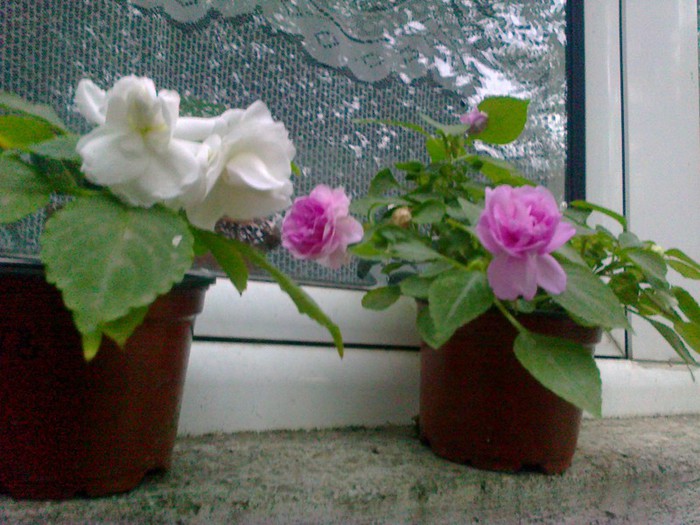  - A-Flori 2012