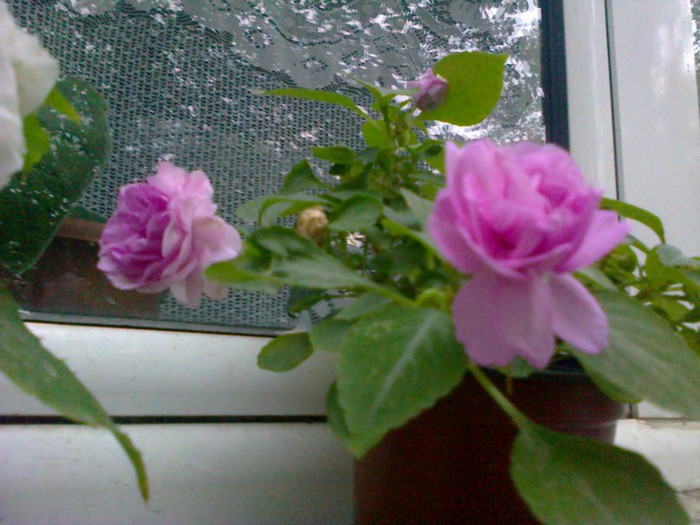  - A-Flori 2012