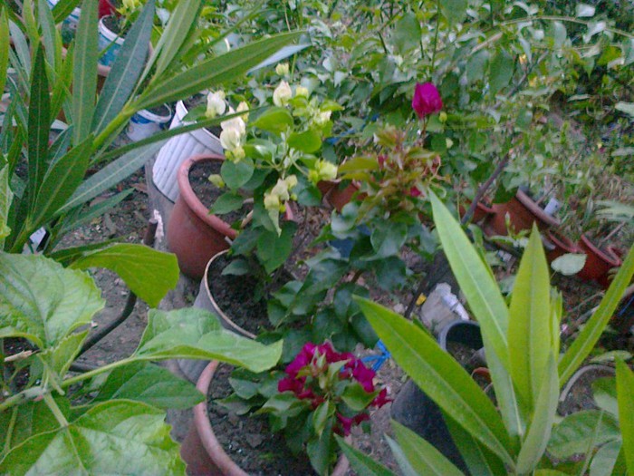  - A-Flori 2012