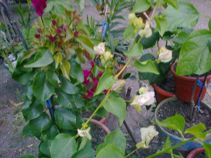  - A-Flori 2012