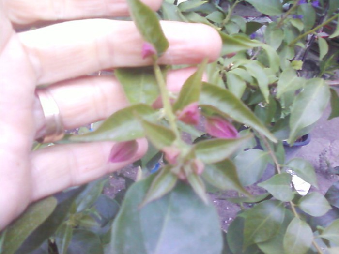  - A-Flori 2012