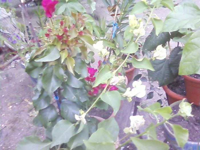  - A-Flori 2012