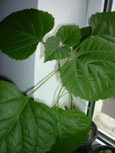 Clerodendron Phillippinum