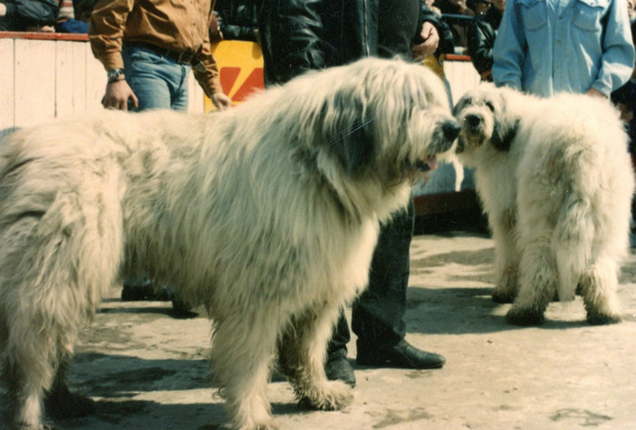 carol de brillantim floreasca 1999 VARADI 4 - Bucuresti Floreasca 1999