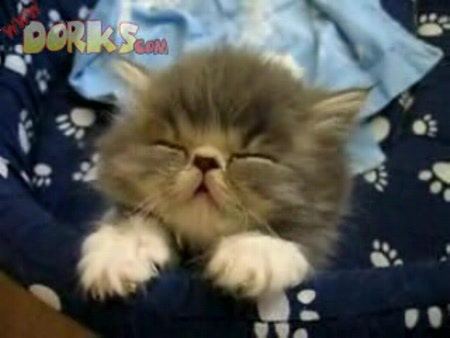 pisica-somnoroasa - PoZe PisicII