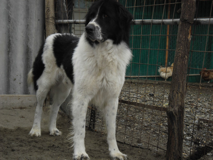 MAX 3 ANI SI 4 LUNI - MAX