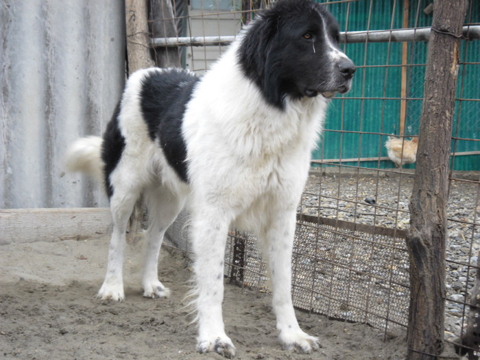 MAX 3 ANI SI 4 LUNI - MAX