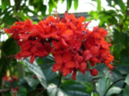 CLERODENDRUM splendens