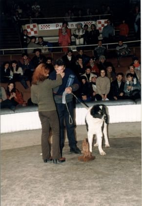 cupa TVR IASI 1998 pt botosu de humor 3 - Premii chinologice