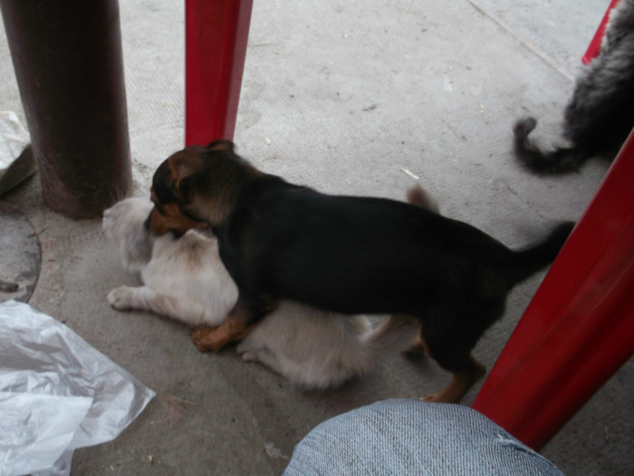 INIMA DE CAINE