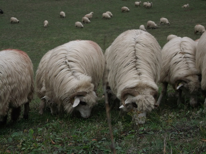 Picture 391 - 15 imperecherea oilor 2octombrie 2012