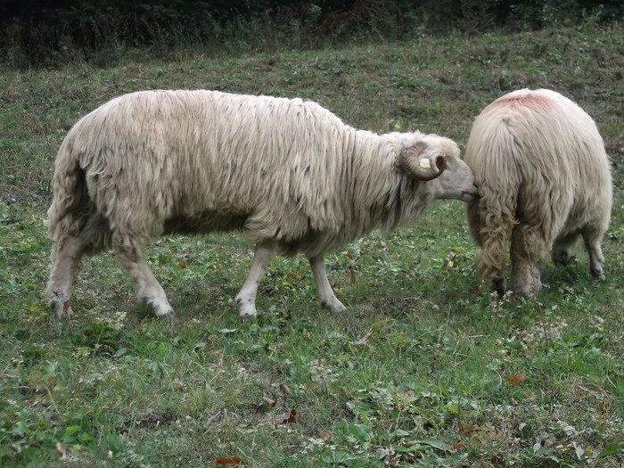 Picture 393 - 15 imperecherea oilor 2octombrie 2012