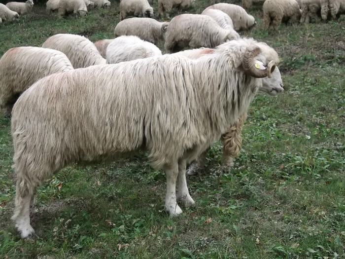 Picture 396 - 15 imperecherea oilor 2octombrie 2012