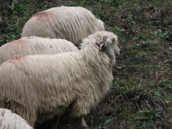 Picture 407 - 15 imperecherea oilor 2octombrie 2012