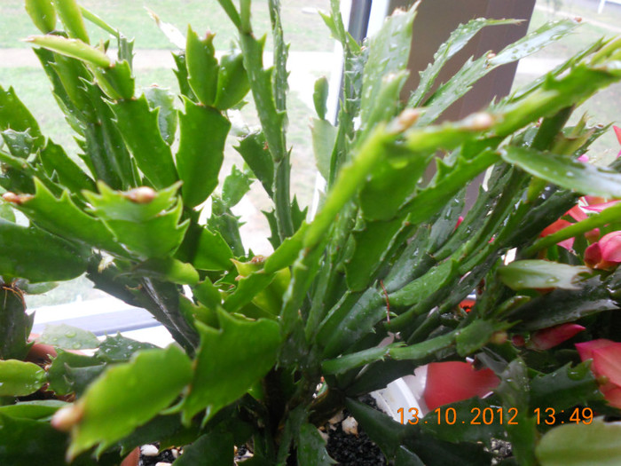 DSCN2138 - Schlumbergera 2012-2013