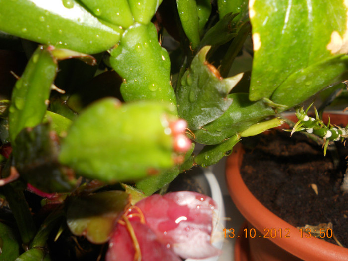 DSCN2140 - Schlumbergera 2012-2013