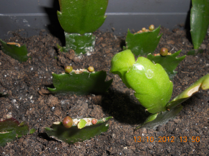 DSCN2141 - Schlumbergera 2012-2013