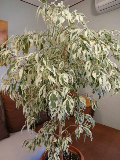 Ficus benjamina; Soiul Starlight
