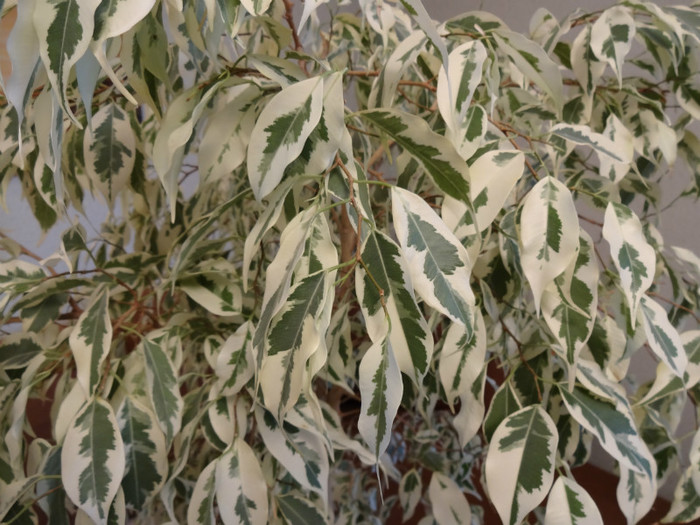 Ficus benjamina; Soiul Starlight
