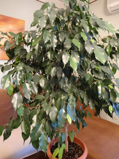 Ficus benjamina