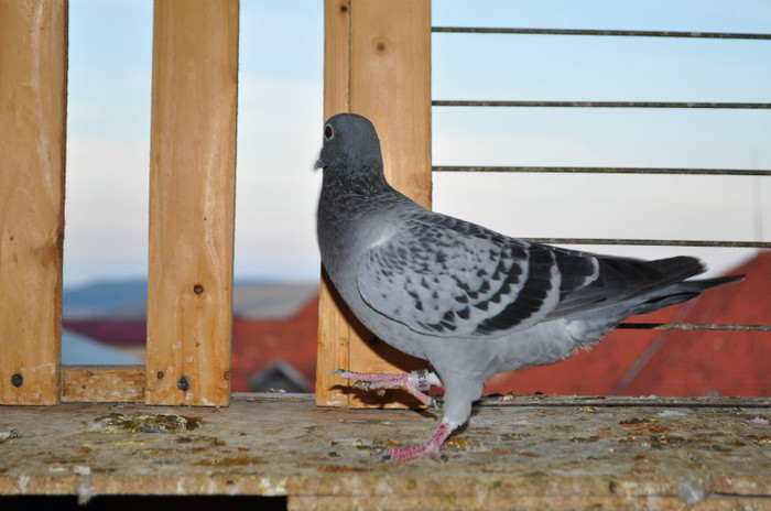 DSC_0014 - Pigeon2012