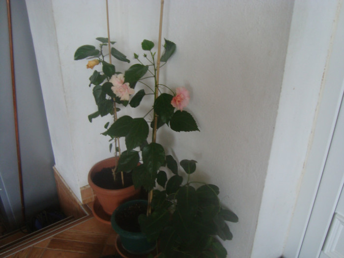hibi.odense rose vif,si hibi galben - Alte flori 2012