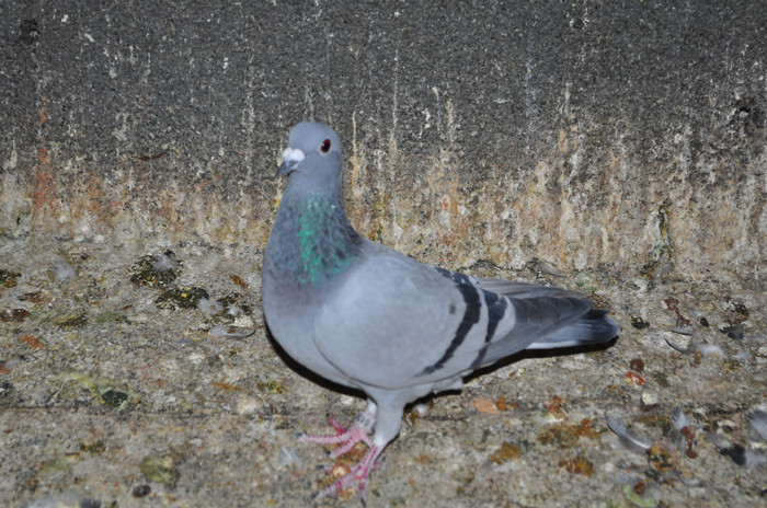 DSC_0016 - Pigeon2012