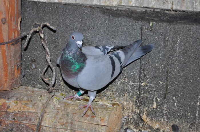 DSC_0017 - Pigeon2012