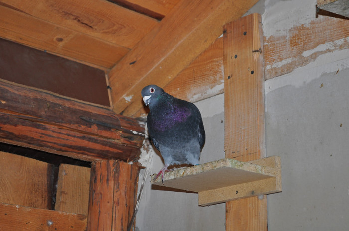 DSC_0020 - Pigeon2012