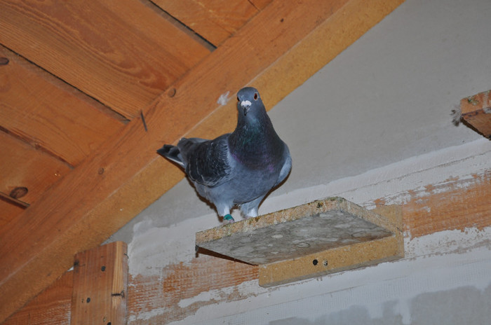 DSC_0021 - Pigeon2012