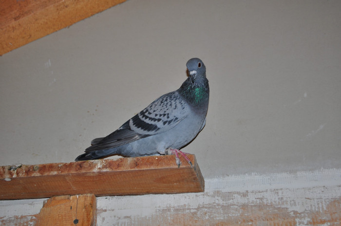 DSC_0023 - Pigeon2012