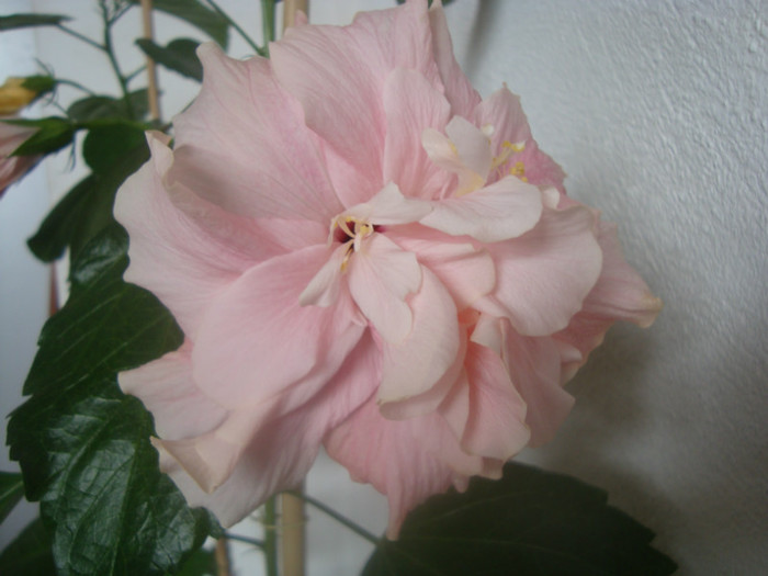 hibi.odense rose vif-hodnik - Alte flori 2012