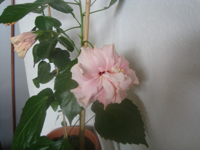 hibiscus "ODENSE ROSE VIF"-hodnik; singurul care a rezistat
