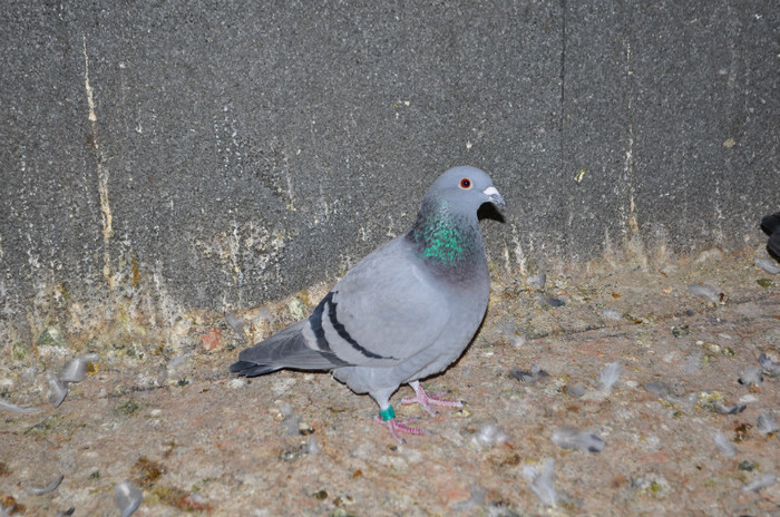 DSC_0029 - Pigeon2012