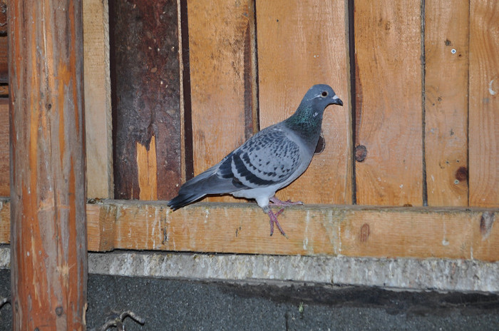 DSC_0030 - Pigeon2012