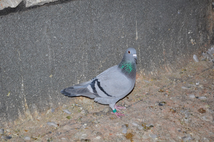 DSC_0031 - Pigeon2012