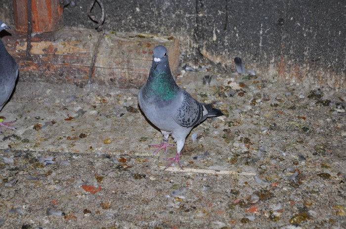 DSC_0032 - Pigeon2012