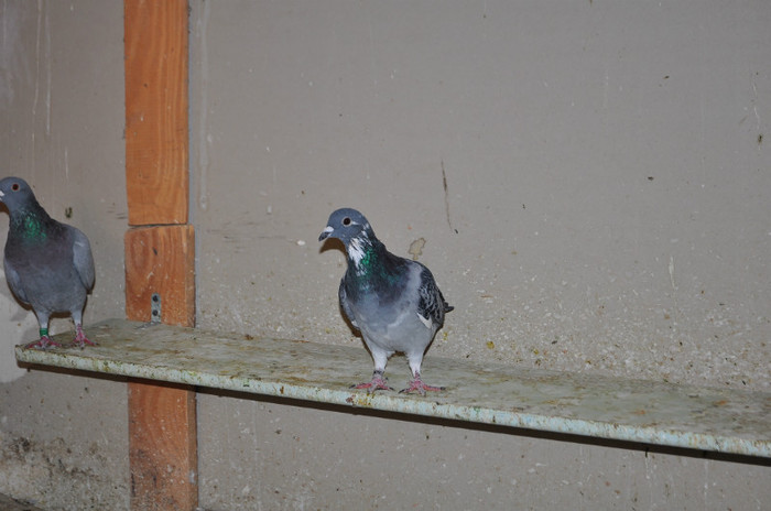 DSC_0034 - Pigeon2012