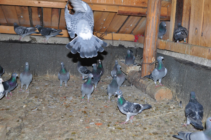 DSC_0035 - Pigeon2012