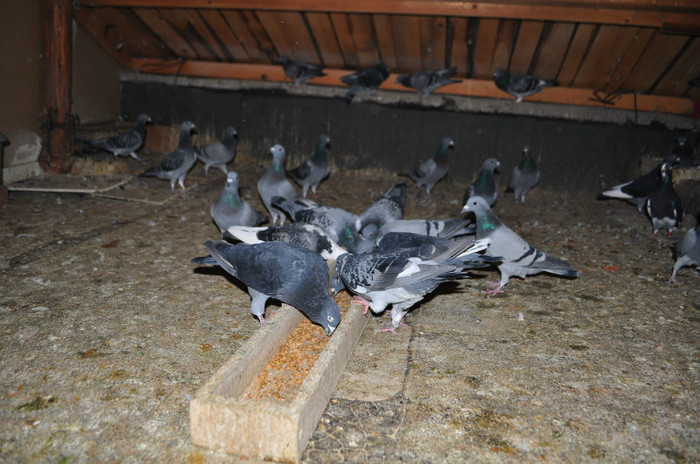DSC_0036 - Pigeon2012