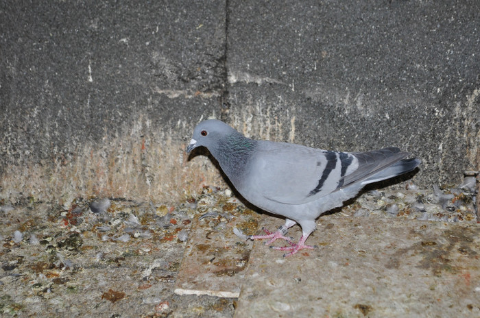 DSC_0040 - Pigeon2012