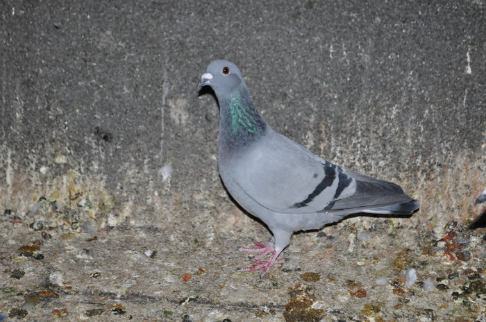 DSC_0042 - Pigeon2012