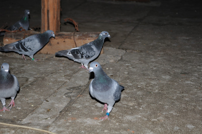 DSC_0046 - Pigeon2012