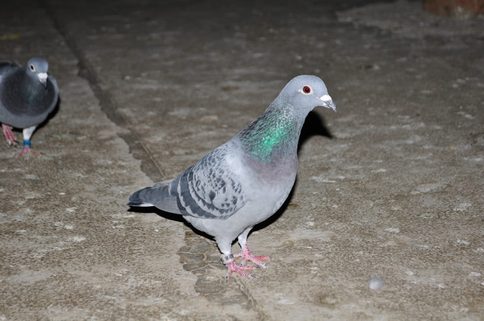 DSC_0048 - Pigeon2012