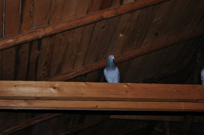 DSC_0051 - Pigeon2012